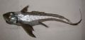 Chimaera monstruosa